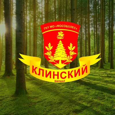 Разъяснения по сбору валежника